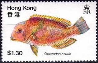 Azurio Tuskfish (Choerodon azurio)