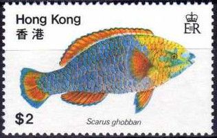 Blue-barred Parrotfish (Scarus ghobban)