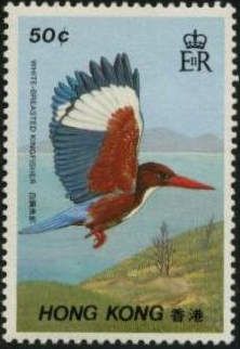 White-throated Kingfisher (Halcyon smyrnensis)