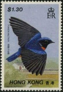 Fujian Niltava (Niltava davidi)