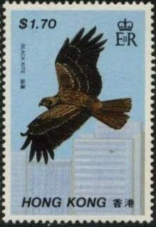 Black Kite (Milvus migrans)