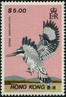 Pied Kingfisher (Ceryle rudis)