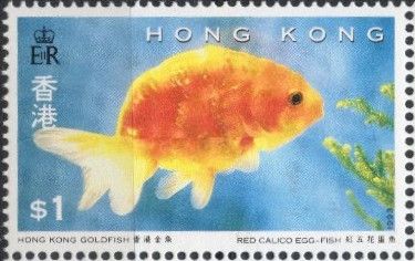Red-callico Egg-fish (Carassius auratus auratus)