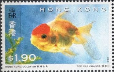 Red-cap Ornada (Carassius auratus auratus)