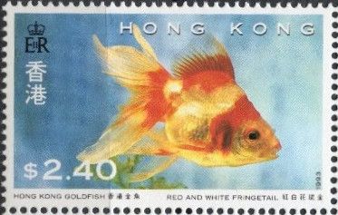 Red and White Fringetail (Carassius auratus auratus)