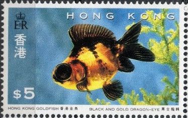 Black and Gold Dragon-eye (Carassius auratus auratus)