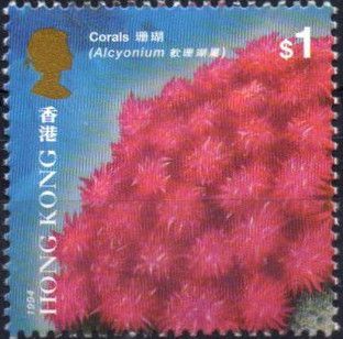 Soft Coral (Alcyonium sp.) 