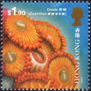 Colony Polyp (Zoanthus sp.) 