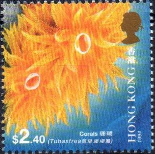 Tube Coral (Tubastrea sp.) 