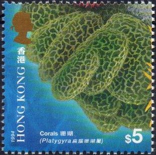 Brain Coral (Platygyra sp.) 