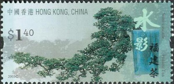 Semi Cascade (Fukien Tea)