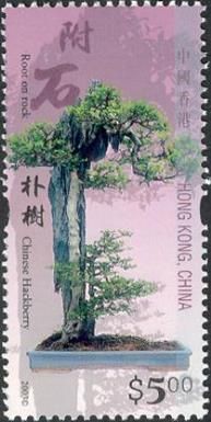 Root on Rock (Chinese Hackberry)