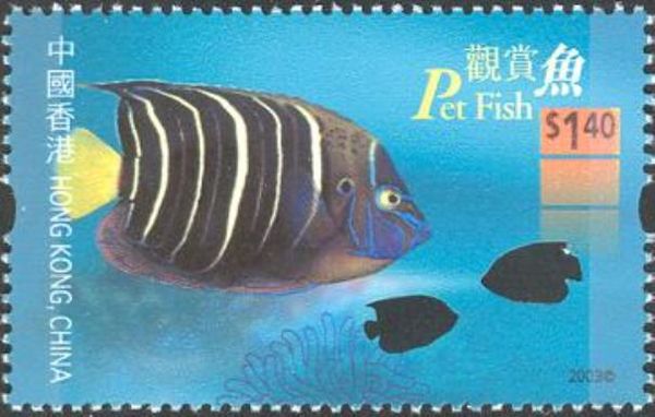 Goldtail Angelfish (Pomacanthus chrysurus)