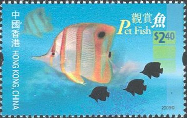 Copperband Butterflyfish (Chelmon rostratus)