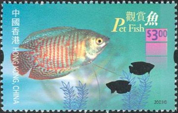 Dwarf Gourami (Colisa lalia)