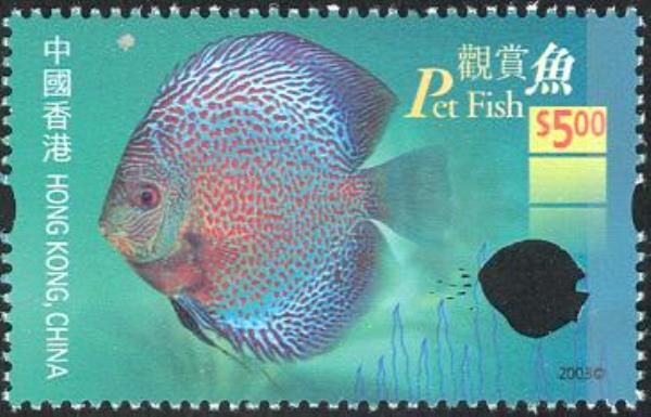 Blue Discus (Symphysodon aequifasciata)