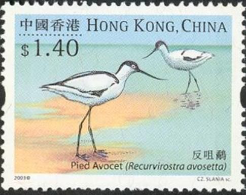 Pied Avocet (Recurvirostra avosetta)