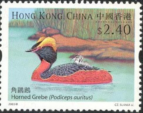 Horned Grebe (Podiceps auritus)