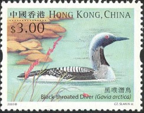 Black-throated Loon (Gavia arctica)