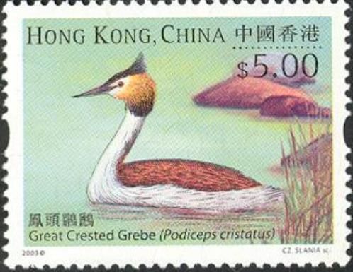 Great Crested Grebe (Podiceps cristatus)
