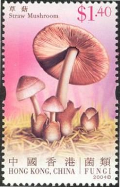 Fungi - Straw Mushroom