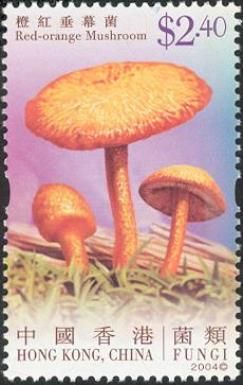 Fungi - Red-orange mushroom