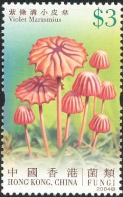 Fungi - Violet Marasmius