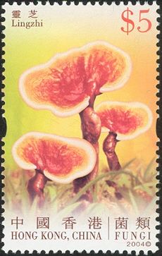 Fungi - Lingzhi