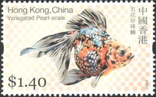 Variegated Pearl-scale (Carassius auratus auratus)