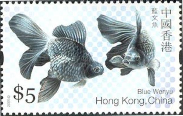 Blue Wenyu (Carassius auratus auratus)