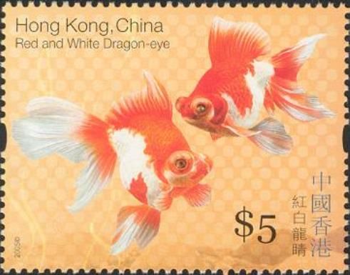 Red and White Dragon-eye (Carassius auratus auratus)