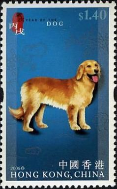 Golden Retriever (Canis lupus familiaris)