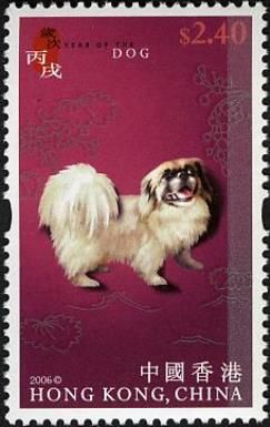 Pekingese Dog (Canis lupus familiaris)