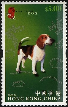 Beagle (Canis lupus familiaris)