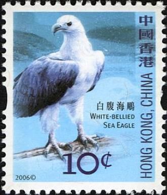 White-bellied Sea-eagle (Haliaeetus leucogaster)