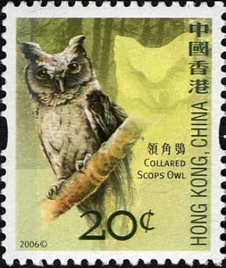 Collared Scops Owl (Otus lettia)