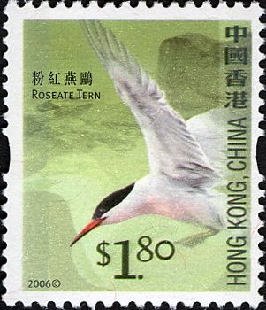 Roseate Tern (Sterna dougallii)
