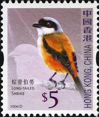 Long-tailed Shrike (Lanius schach)