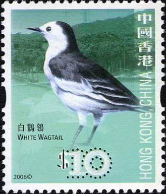 White Wagtail (Motacilla alba)