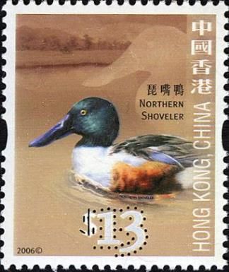 Northern Shoveler (Spatula clypeata)