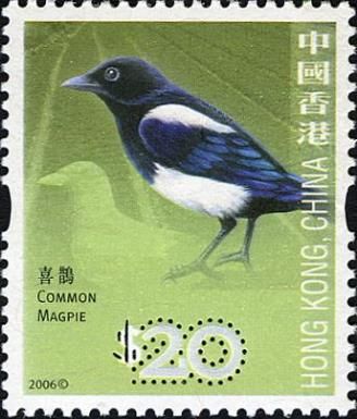 Common Magpie (Pica pica)