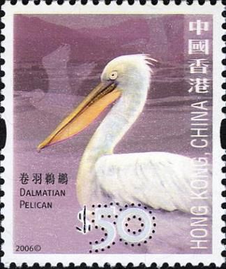 Dalmatian Pelican (Pelecanus crispus)