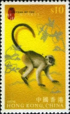Grivet (Cercopithecus aethiops)