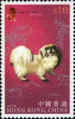 Dog (Canis lupus familiaris)