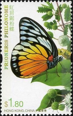 Redspot Sawtooth (Prioneris philonome)