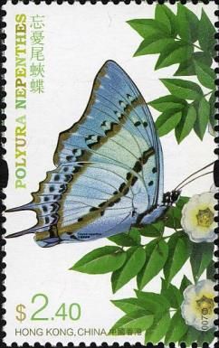 Shan Nawab (Polyura nepenthes)