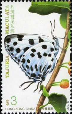 Spotted Royal (Tajuria maculata)