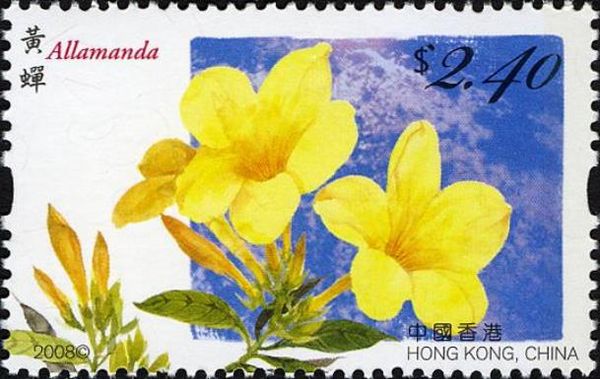 Allamanda
