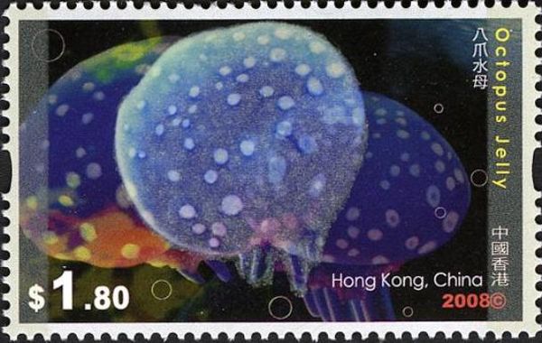 Octopus Jellyfish (Rhizostoma sp.)
