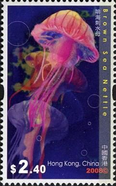 Brown Sea Nettle (Chrysaora melanaster)